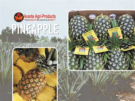 avante agri-products philippines inc|AVANTE AGRI PRODUCTS PHILS. INC .
